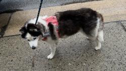 Reunited Female Dog last seen Bruan Pl near Richfield Apts, Clifton, NJ 07012