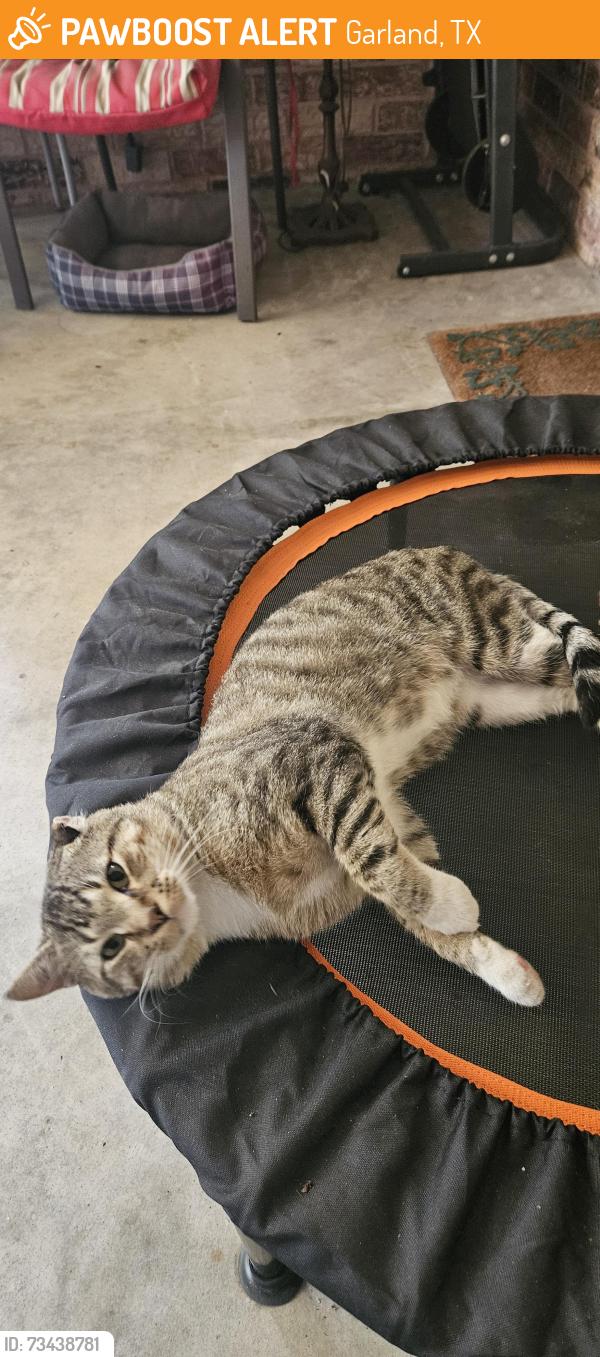 Found/Stray Male Cat last seen Jackson & Charleston, Garland, TX 75041
