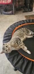 Found/Stray Male Cat last seen Jackson & Charleston, Garland, TX 75041