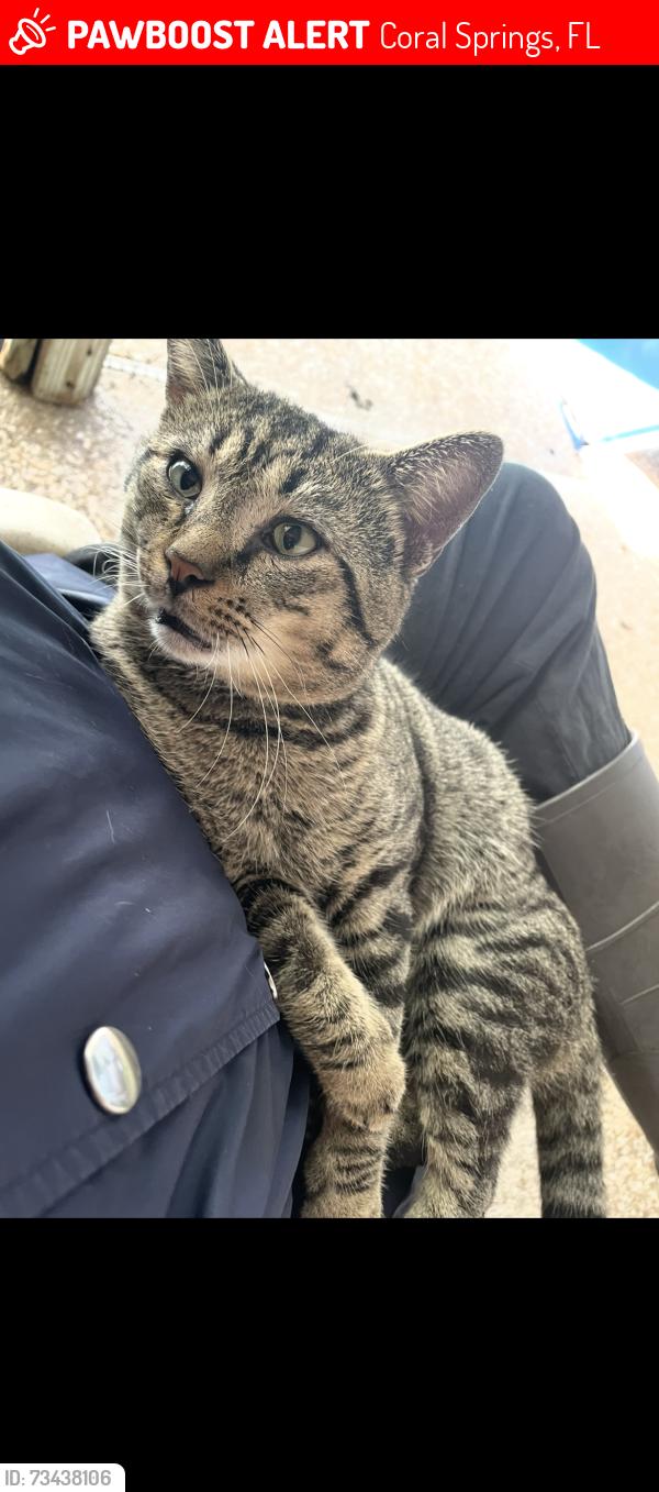 Lost Male Cat last seen NW 15th St, Coral Springs, FL 33071