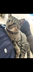 Lost Male Cat last seen NW 15th St, Coral Springs, FL 33071