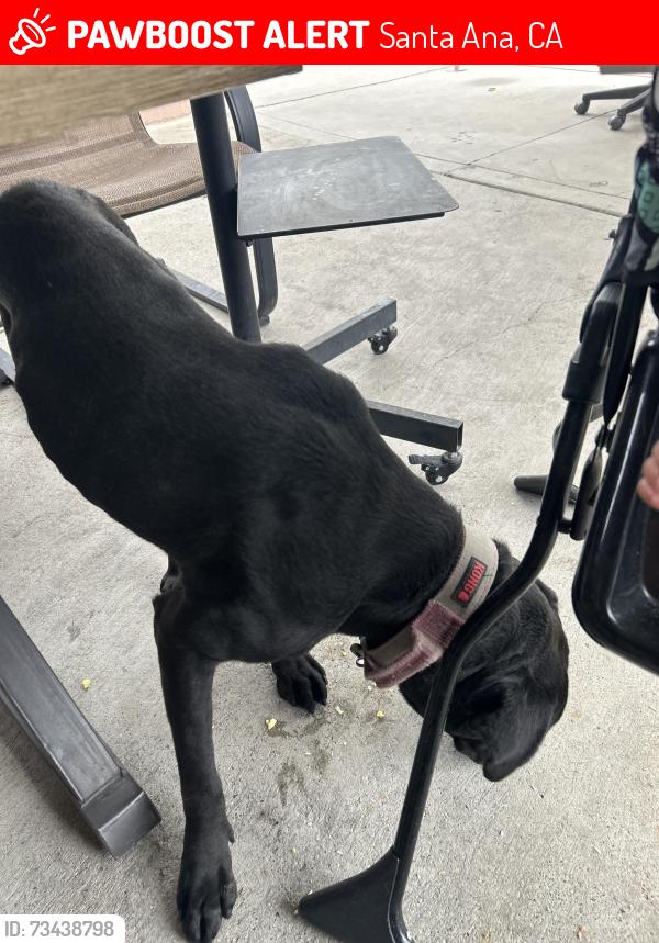 Lost Male Dog last seen Bristol st, Santa Ana, CA 92703