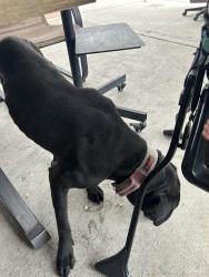 Lost Male Dog last seen Bristol st, Santa Ana, CA 92703