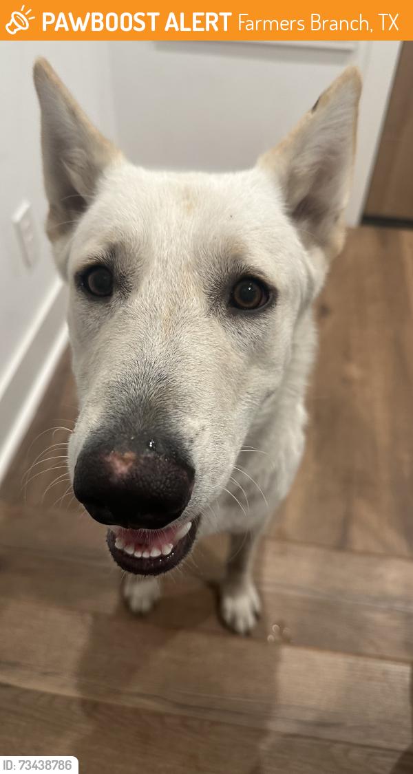 Found/Stray Female Dog last seen Valley view and bee street, Farmers Branch, TX 75234