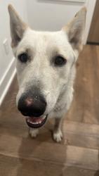 Found/Stray Female Dog last seen Valley view and bee street, Farmers Branch, TX 75234