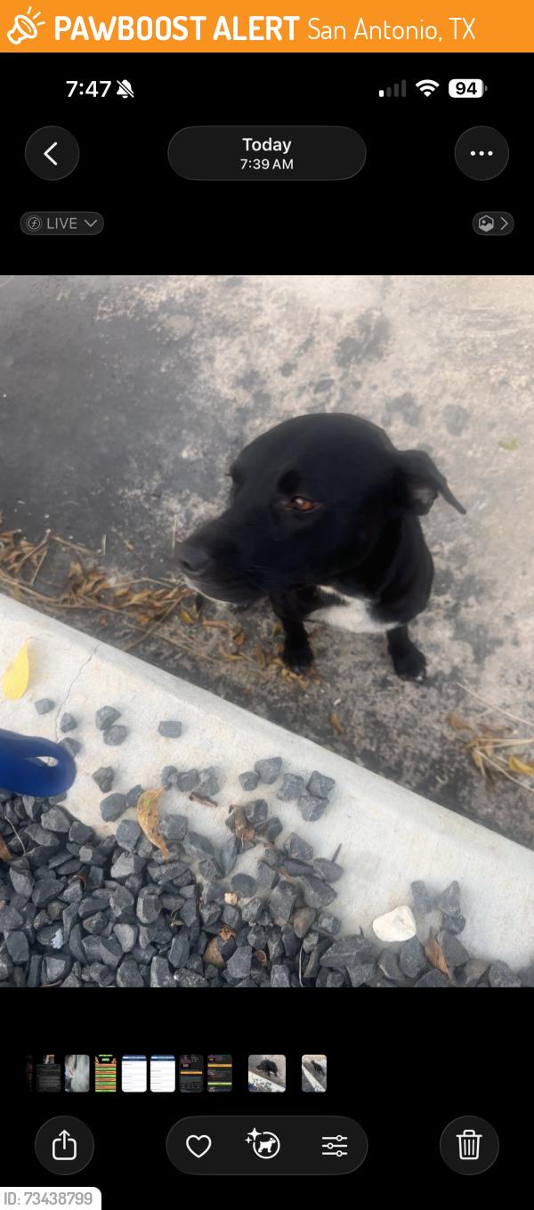 Found/Stray Female Dog last seen Hot wells, San Antonio, TX 78223