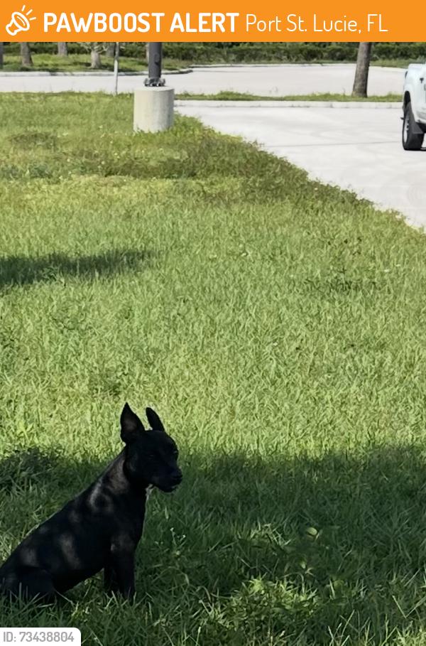 Found/Stray Unknown Dog last seen Warehouse a crossed from Cheney Brothers., Port St. Lucie, FL 34986