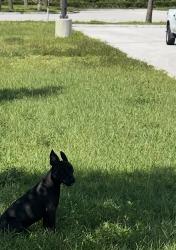 Found/Stray Unknown Dog last seen Warehouse a crossed from Cheney Brothers., Port St. Lucie, FL 34986