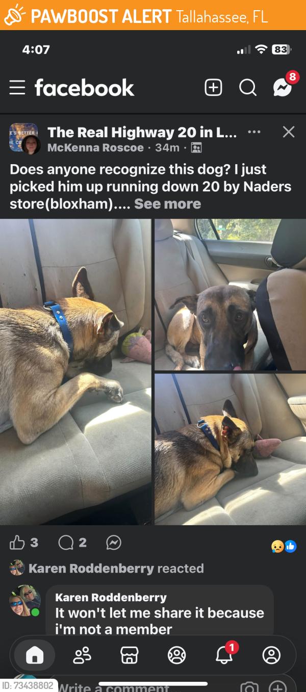 Found/Stray Male Dog last seen Highway 20 Talquin General Store, Tallahassee, FL 32310