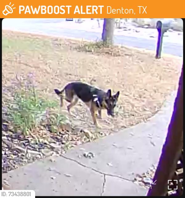 Found/Stray Unknown Dog last seen Lovell and W Congress, headed west on Congress, Denton, TX 76201