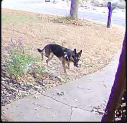 Found/Stray Unknown Dog last seen Lovell and W Congress, headed west on Congress, Denton, TX 76201
