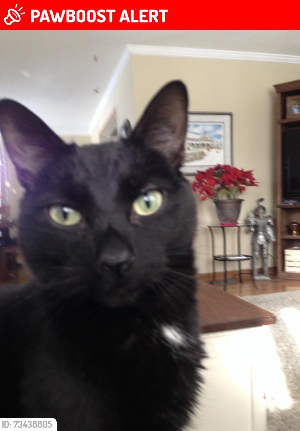 Lost Male Cat last seen Little Britain Road and Eldon Road area, Kawartha Lakes, ON K0M 2C0