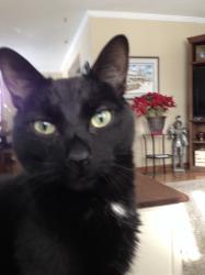 Lost Male Cat last seen Little Britain Road and Eldon Road area, Kawartha Lakes, ON K0M 2C0