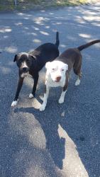 Found/Stray Unknown Dog last seen Desmond & baldoon, Fayetteville, NC 28314