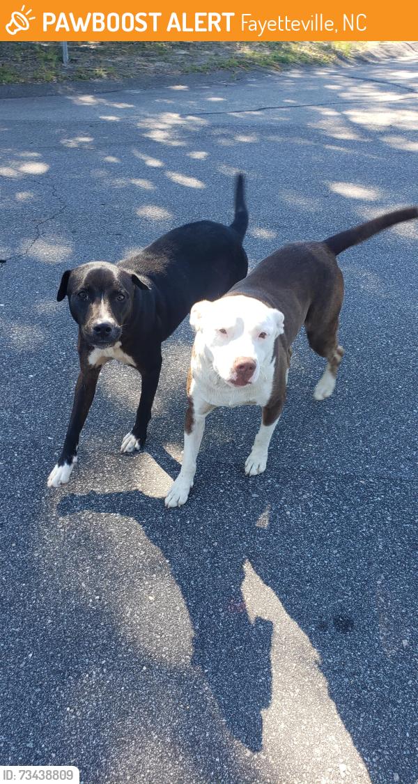 Found/Stray Unknown Dog last seen Desmond & baldoon, Fayetteville, NC 28314
