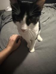 Found/Stray Female Cat last seen Gate near Savannah Oaks apmts, San Antonio, TX 78249