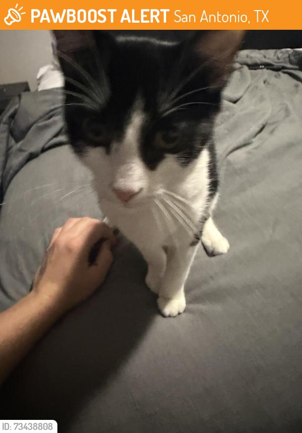 Found/Stray Female Cat last seen Gate near Savannah Oaks apmts, San Antonio, TX 78249