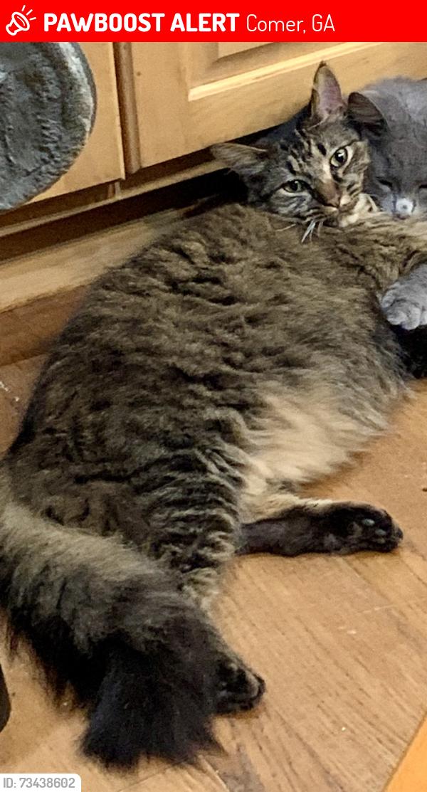 Lost Male Cat last seen W. South Ave. Comer, GA, Comer, GA 30629
