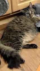 Lost Male Cat last seen W. South Ave. Comer, GA, Comer, GA 30629