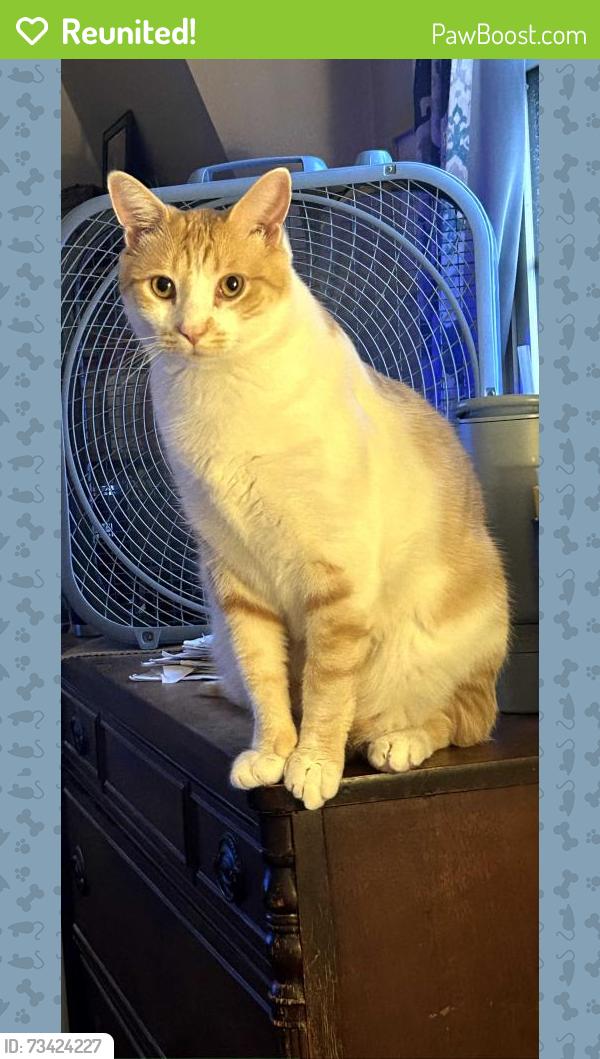 Reunited Male Cat last seen Legion and outlook, Philadelphia, PA 19114