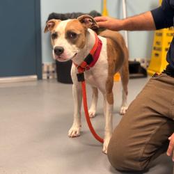 Shelter Stray Female Dog last seen , Animal Care & Control Team of Philly, 111 W Hunting Park Ave, Philadelphia, PA 19140, USA