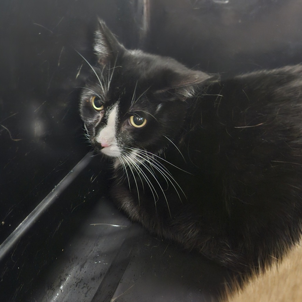 Shelter Stray Male Cat last seen , 3607 N Armenia Ave, Tampa, FL 33607, USA