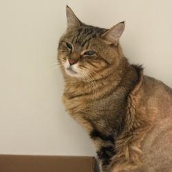 Shelter Stray Male Cat last seen , Animal Care & Control Team of Philly, 111 W Hunting Park Ave, Philadelphia, PA 19140, USA