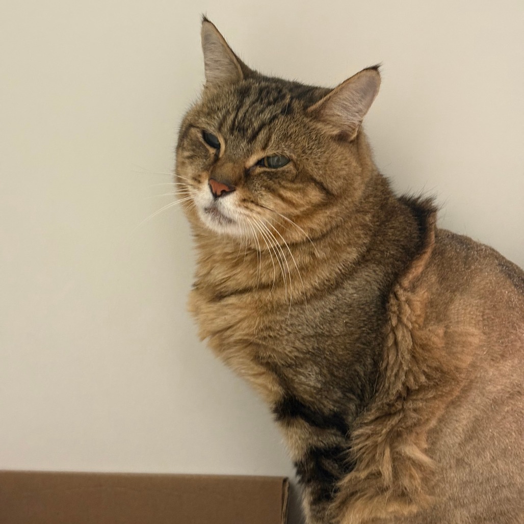 Shelter Stray Male Cat last seen , Animal Care & Control Team of Philly, 111 W Hunting Park Ave, Philadelphia, PA 19140, USA