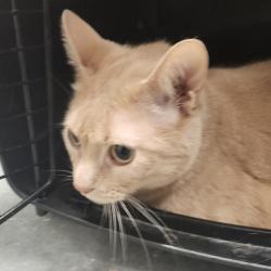 Shelter Stray Male Cat last seen , 3607 N Armenia Ave, Tampa, FL 33607, USA