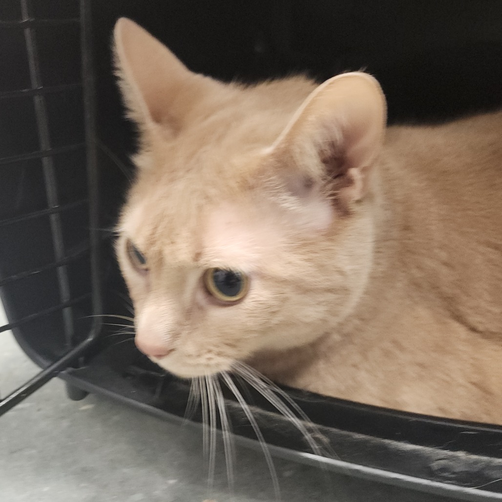 Shelter Stray Male Cat last seen , 3607 N Armenia Ave, Tampa, FL 33607, USA