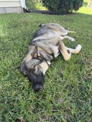 Found/Stray Unknown Dog last seen Glennstone community, Durham, NC 27704