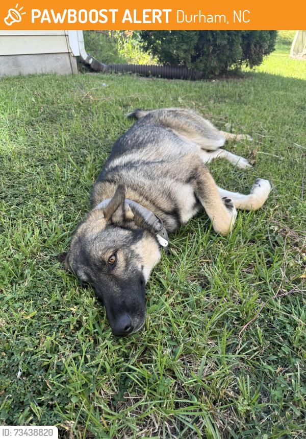 Found/Stray Unknown Dog last seen Glennstone community, Durham, NC 27704