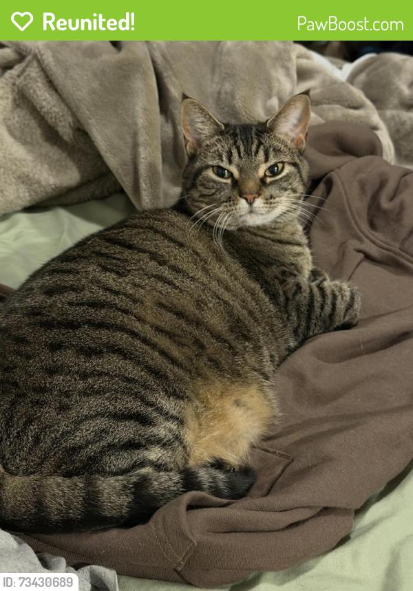 Reunited Female Cat last seen In the interwoven lofts building 3, Martinsburg, WV 25401