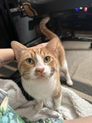Reunited Male Cat last seen Costello and Kittridge, Los Angeles, CA 91405