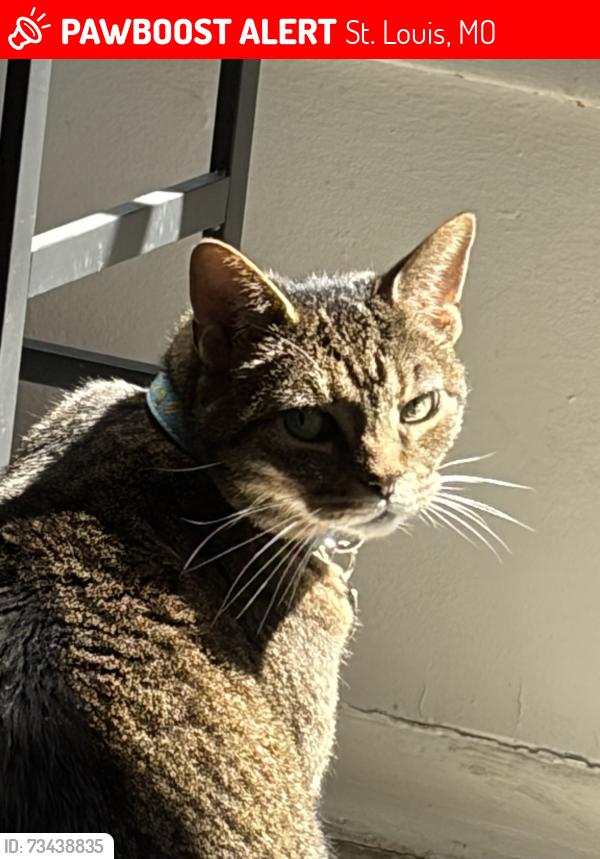 Lost Female Cat last seen Near Lordshill St., St. Louis, MO 63119