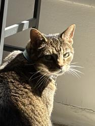 Lost Female Cat last seen Near Lordshill St., St. Louis, MO 63119