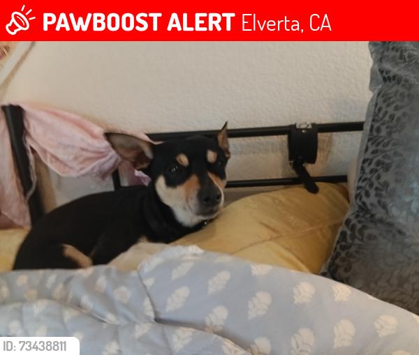 Lost Male Dog last seen Elverta road El Modena Delano, Elverta, CA 95626