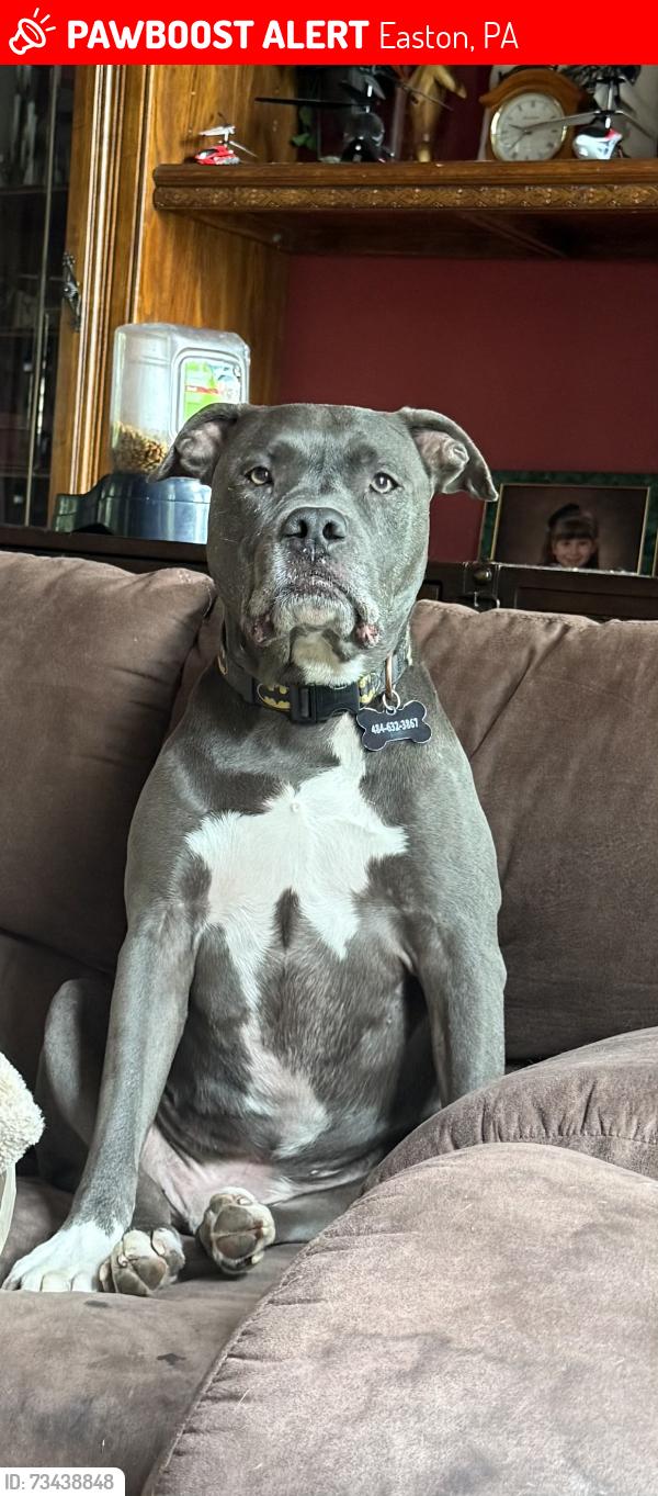 Lost Male Dog last seen Richmond Rd, Easton, PA 18040