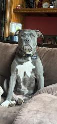 Lost Male Dog last seen Richmond Rd, Easton, PA 18040