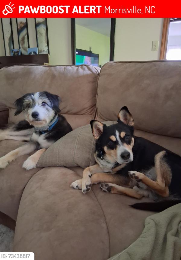 Lost Male Dog last seen Davis Dr. And Holly Creek Rd., Morrisville, NC 27560