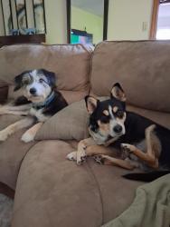 Lost Male Dog last seen Davis Dr. And Holly Creek Rd., Morrisville, NC 27560