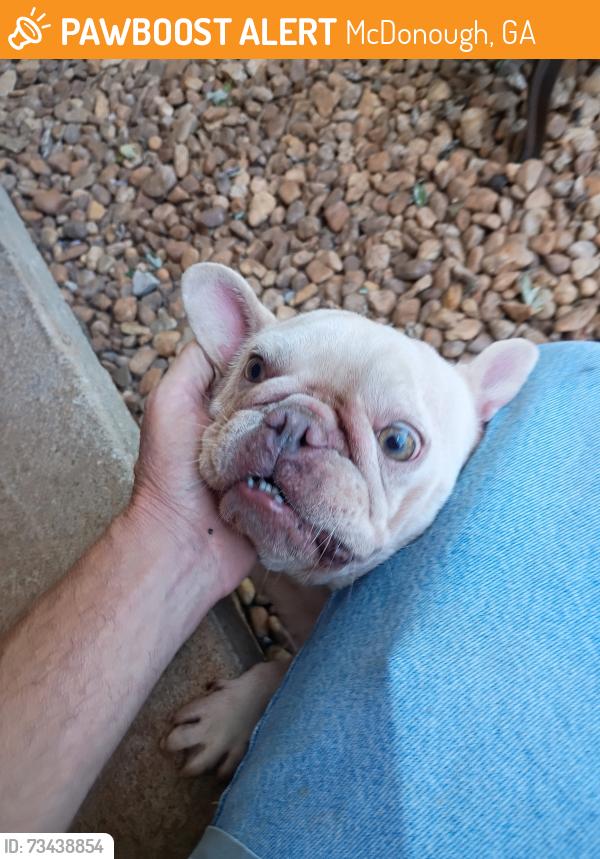 Found/Stray Female Dog last seen Oakland elementary school, McDonough, GA 30253