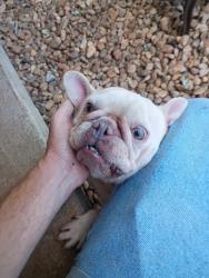 Found/Stray Female Dog last seen Oakland elementary school, McDonough, GA 30253