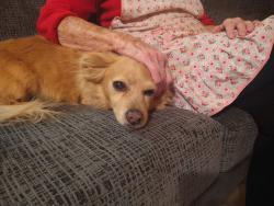 Lost Female Dog last seen Shushan Dr. and Garrison St., Ceres, CA 95307