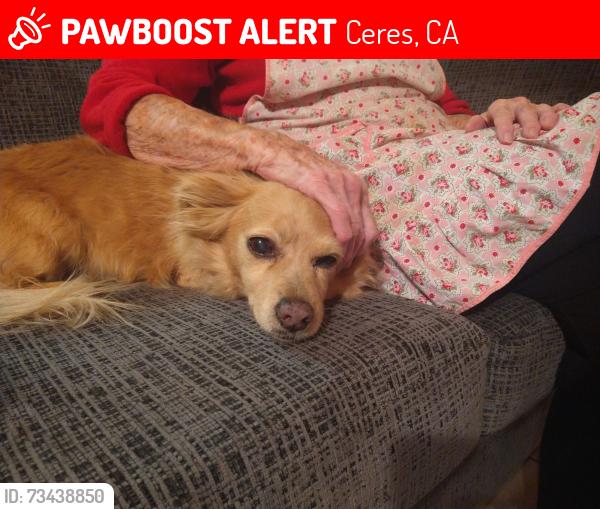 Lost Female Dog last seen Shushan Dr. and Garrison St., Ceres, CA 95307