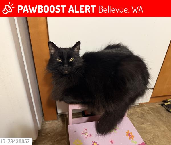Lost Female Cat last seen Northup Way, 164th Avenue NE, Bellevue, WA 98008