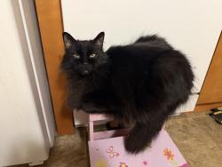 Lost Female Cat last seen Northup Way, 164th Avenue NE, Bellevue, WA 98008