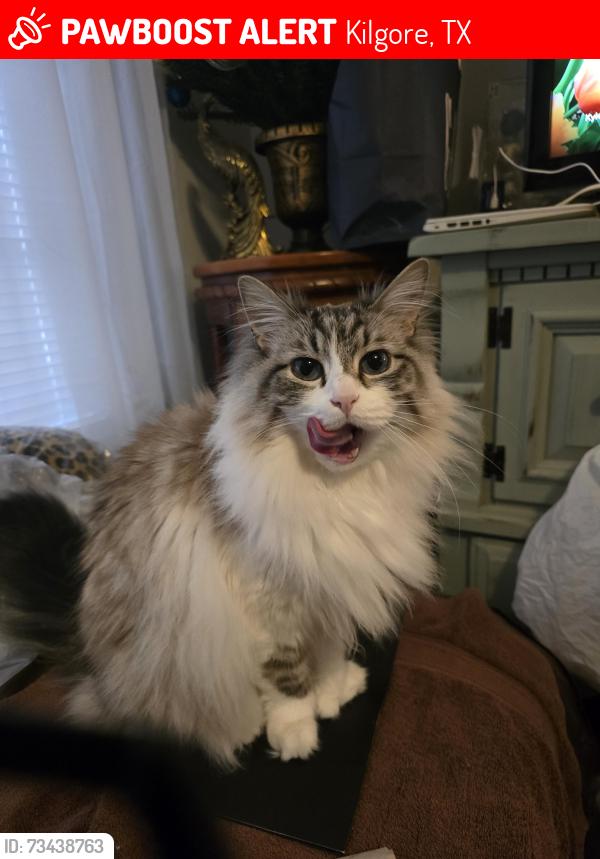 Lost Male Cat last seen Peterson & Larkspur and McMicheal & Larkspur, Kilgore, TX 75662
