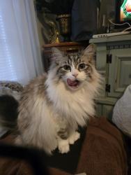 Lost Male Cat last seen Peterson & Larkspur and McMicheal & Larkspur, Kilgore, TX 75662