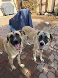 Found/Stray Male Dog last seen Calvacado St, Lemon Grove, CA 91945